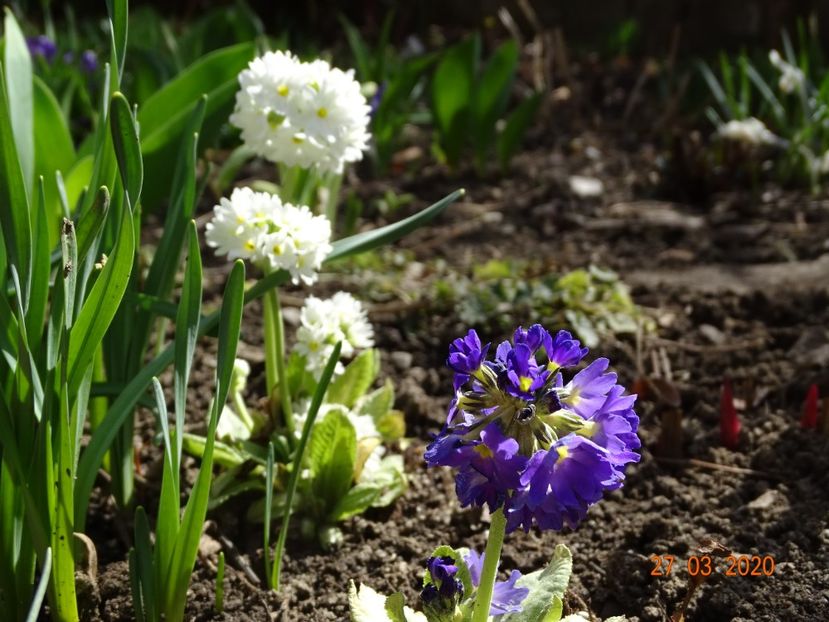 primula denticulata Prom White si Prom Lilac - Primule 2020