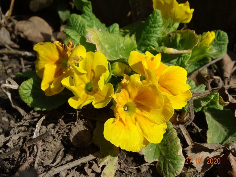 primula acaulis - Primule 2020