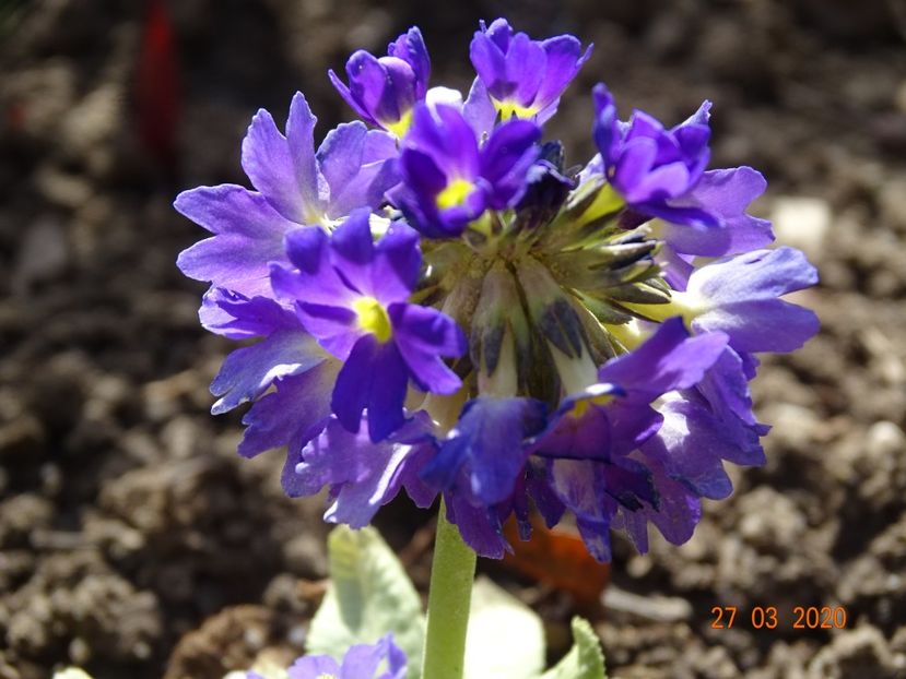 primula denticulata Prom Lilac - Primule 2020