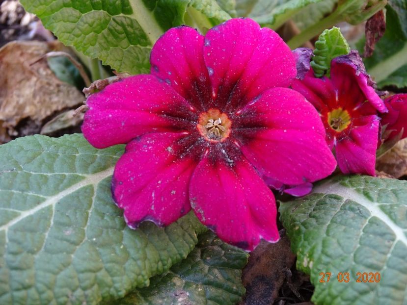primula acaulis - Primule 2020