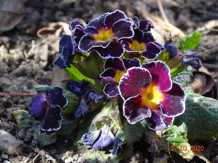 primula acaulis - Primule 2020