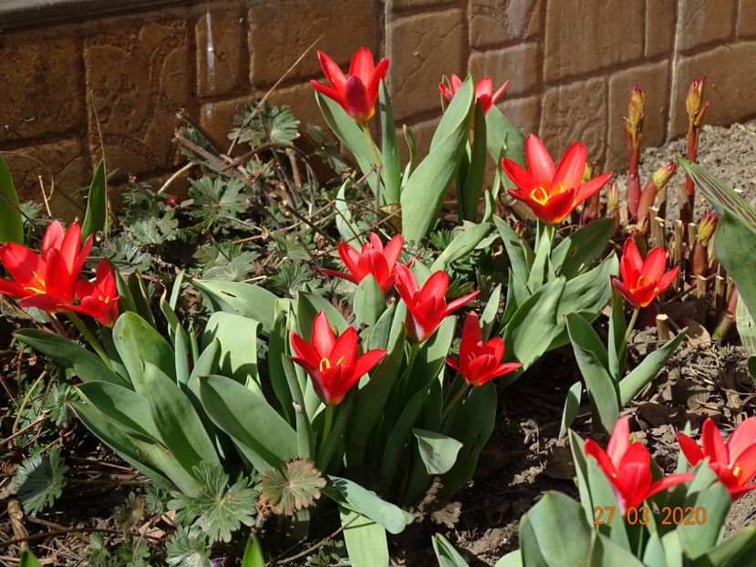 tulipa Scarlet Baby - Primavara 2020