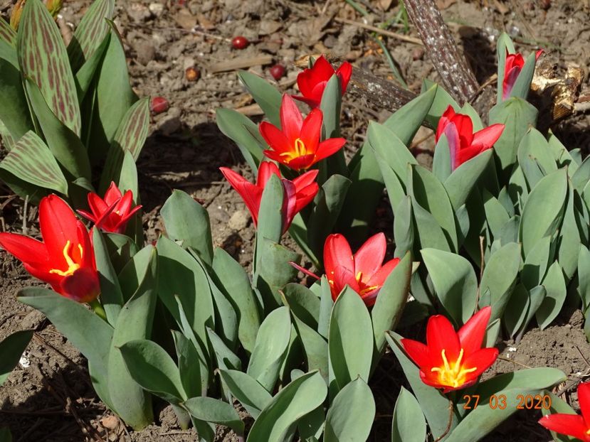 tulipa Scarlet Baby - Primavara 2020