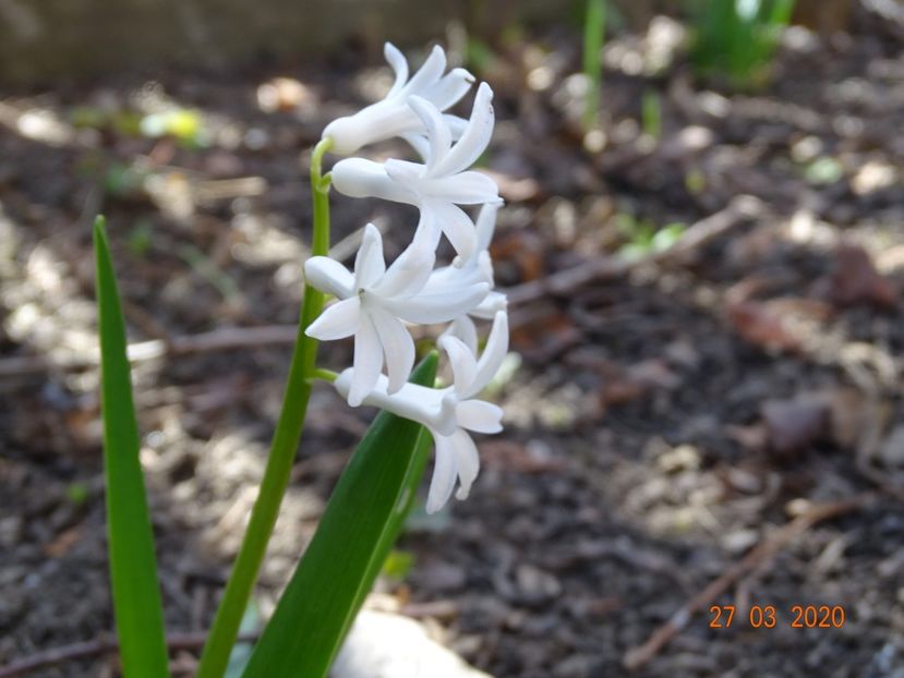 zambile vechi - Primavara 2020