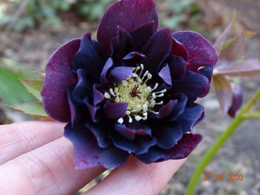 helleborus Double Ellen Purple - Primavara 2020