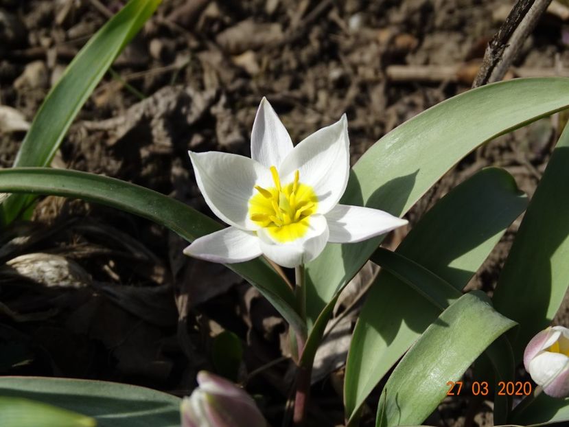 tulipa polychroma - Primavara 2020