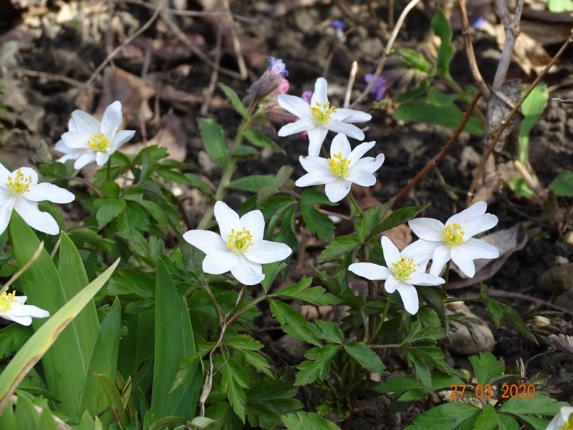anemone nemorosa - Primavara 2020