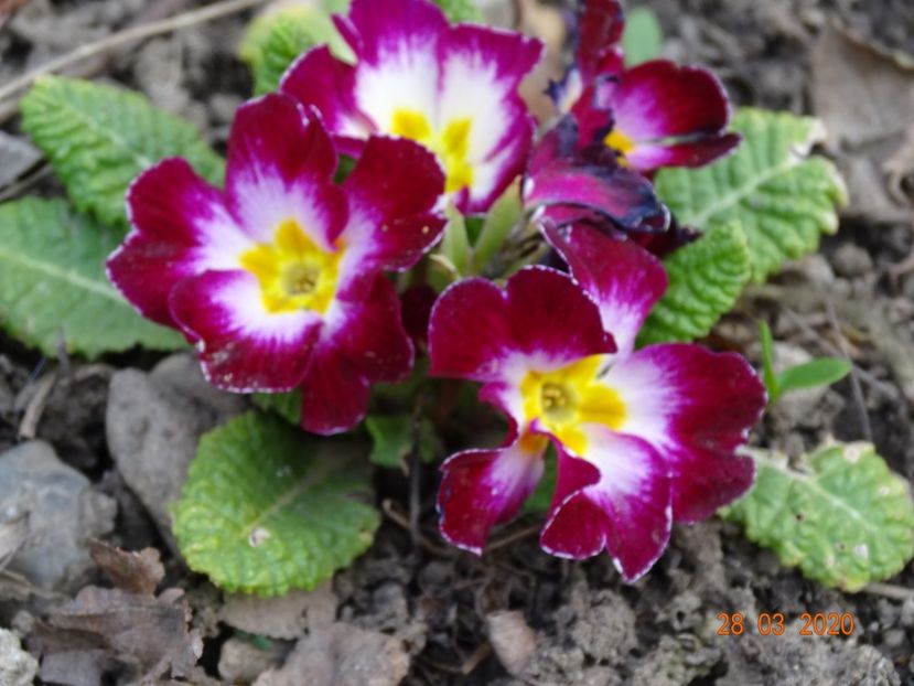 primula acaulis - Primule 2020