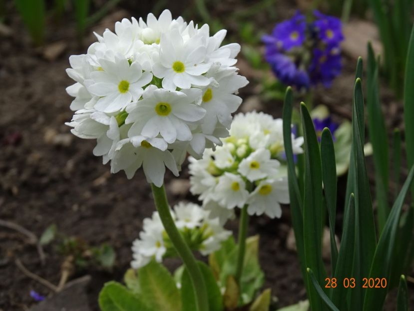 primula denticulata Prom White - Primule 2020