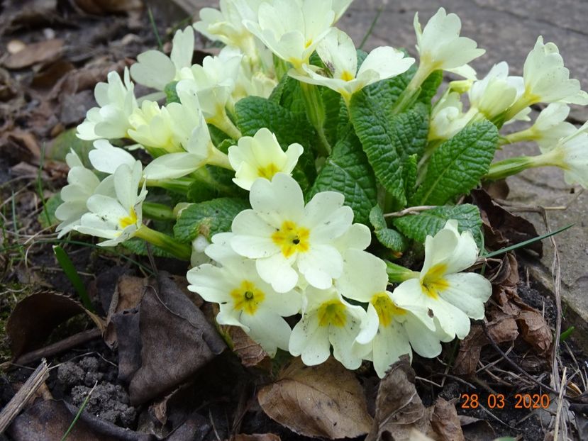 primula vulgaris - Primule 2020