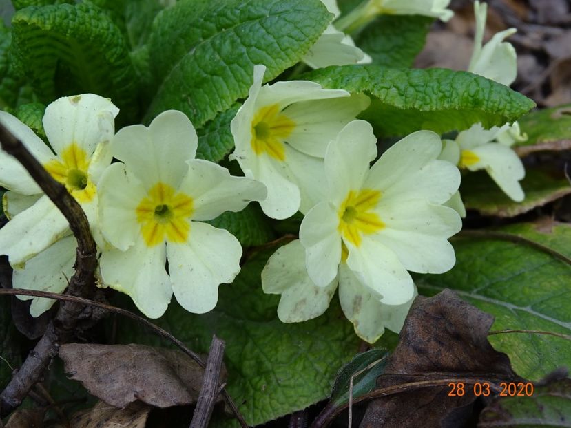 primula vulgaris - Primule 2020