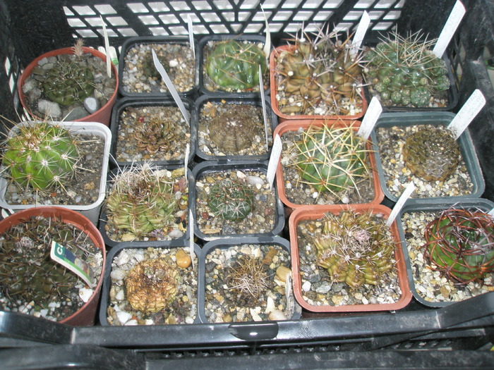 Gymnocalycium - plantele dupa iarna 2010