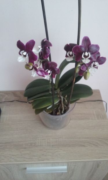 Orhidee parfumata - Orhidee