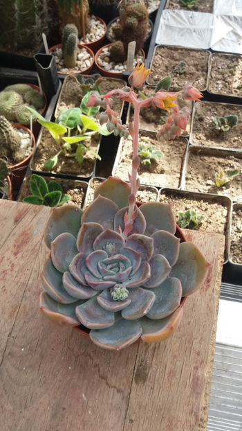  - cactusi si suculente 2020