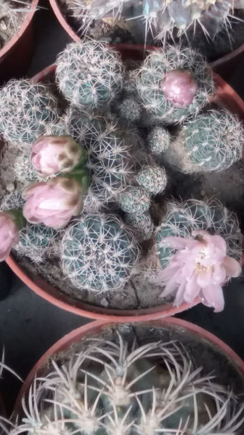  - cactusi si suculente 2020