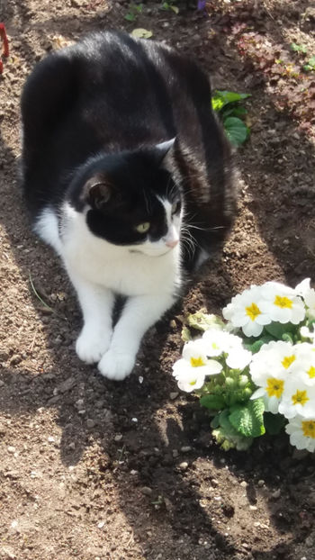 .....o floare printre flori - FLORI 2020