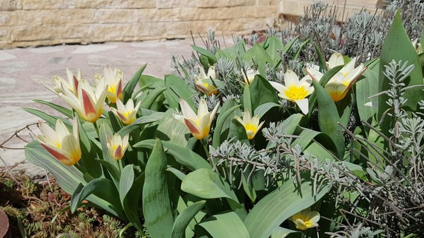 Valsul lalelelor Johann Strauss - Martie 2020