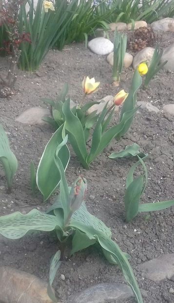 20200329_132902-1 - Primăvara 2020
