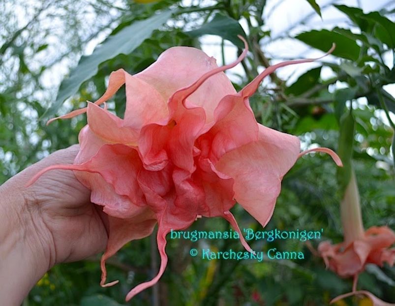  - Brugmansia