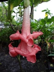 Pink perfection - Brugmansia