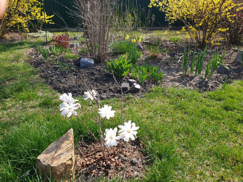 magnolia - stellata alba - Gradina si terasa PrimaLuce_7-Hello 2020