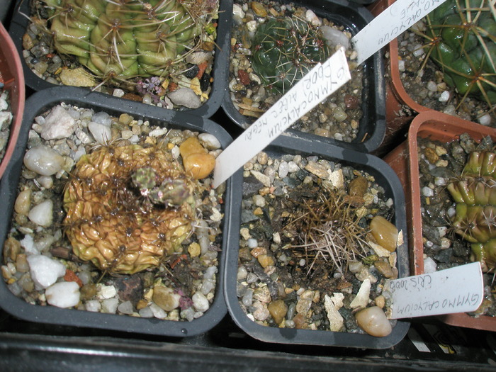 2 Gymno uscati - plantele dupa iarna 2010