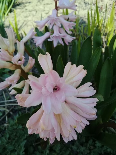  - Hyacinth 2015-2020