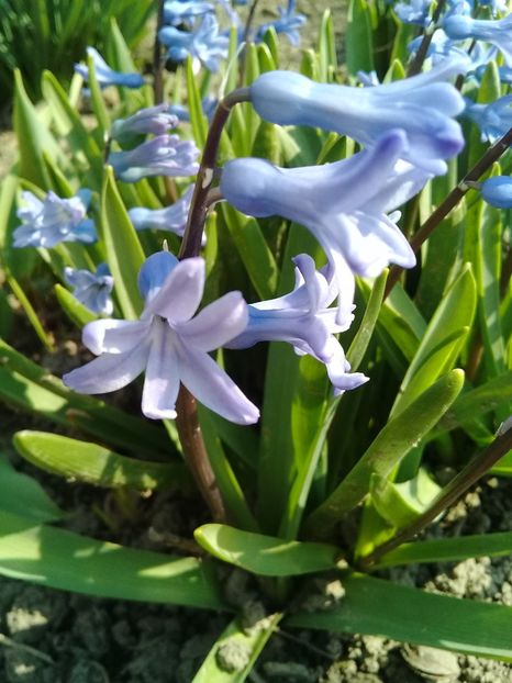  - Hyacinth 2015-2020