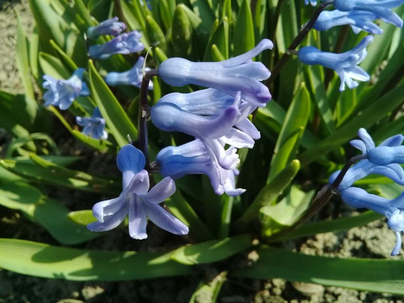  - Hyacinth 2015-2020