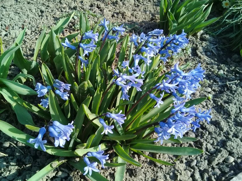  - Hyacinth 2015-2020