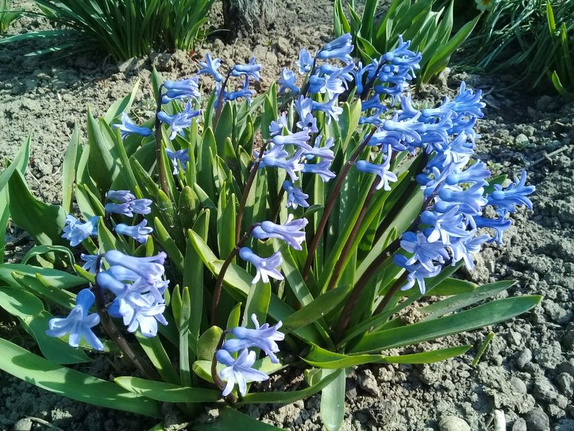  - Hyacinth 2015-2020