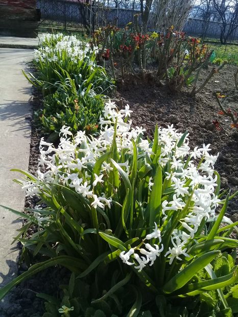  - Hyacinth 2015-2020