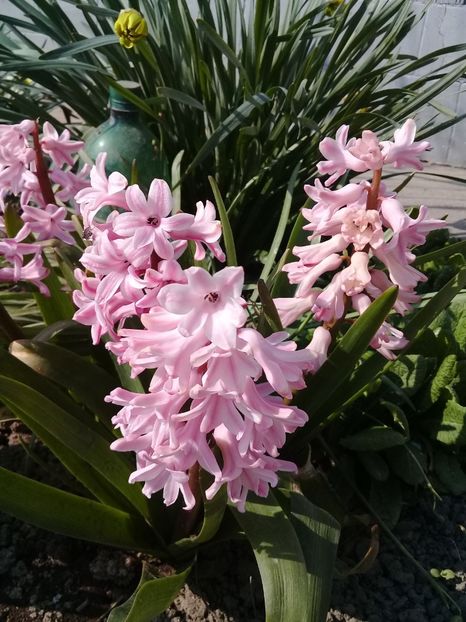  - Hyacinth 2015-2020