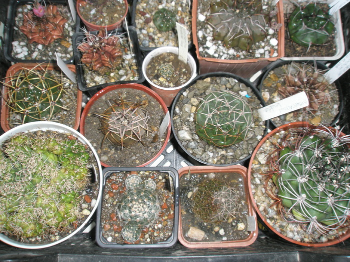 alti Gymnocalycium - plantele dupa iarna 2010