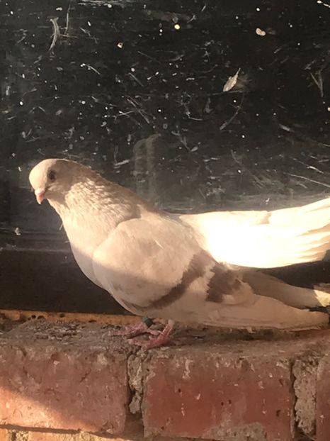 F911ABC0-70BF-4E5A-B1A9-A9ACB3085591 - Zburători Argintii