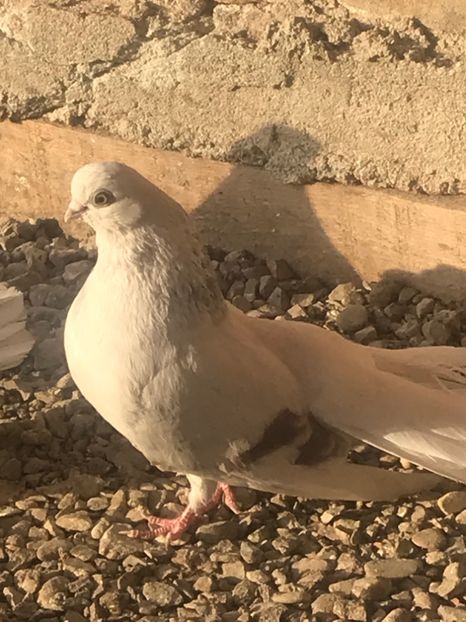 C44609CF-F1D3-4784-AB27-9181065C2E30 - Zburători Argintii