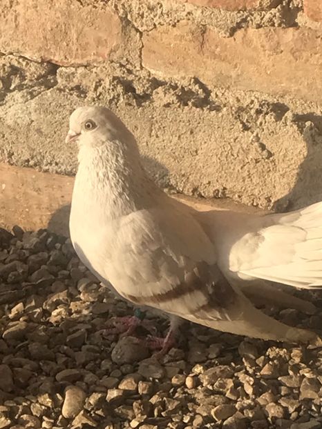 32A6F69E-4200-41D0-9F58-1108B925354B - Zburători Argintii