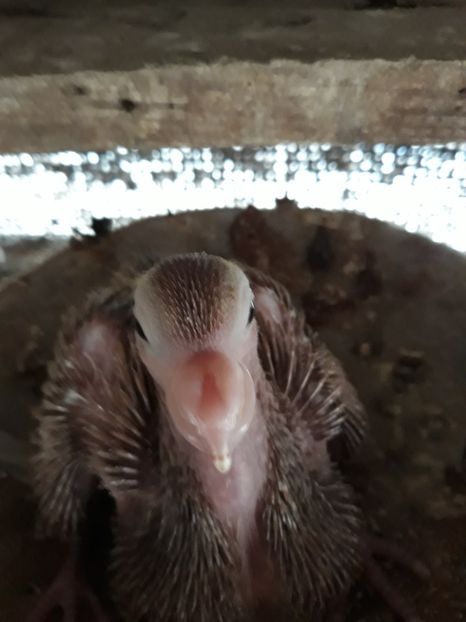  - Indian german 2020