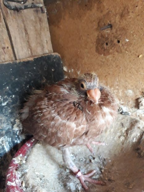  - Indian german 2020