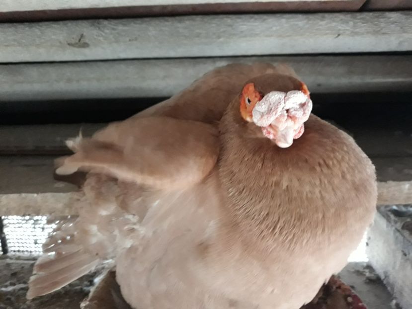  - Indian german 2020