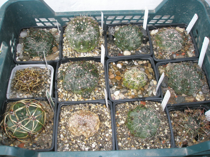 Gymno, printre care 2 morti - plantele dupa iarna 2010