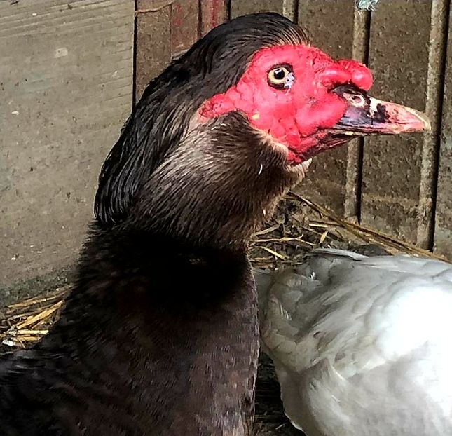  - 0001 rate lesesti matca 2020 lot 1