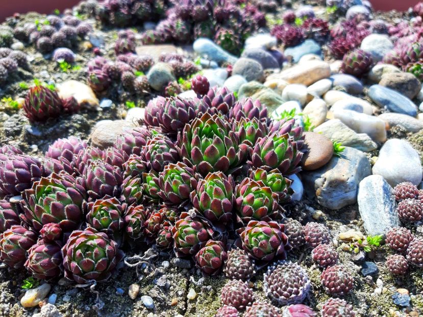  - Sempervivum - 2018 - 2020