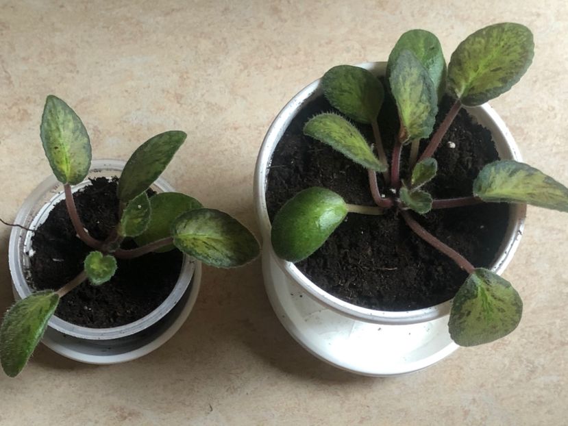 5DCD7FCE-879C-4173-99E0-F9898345E0BA - Emperor