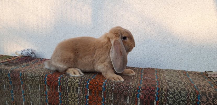  - Cuib 15 ianuarie 2020