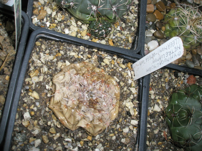 G. netrelianum de care imi pare rau ca s-a dus - plantele dupa iarna 2010