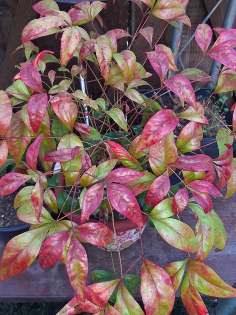  - Diverse plante