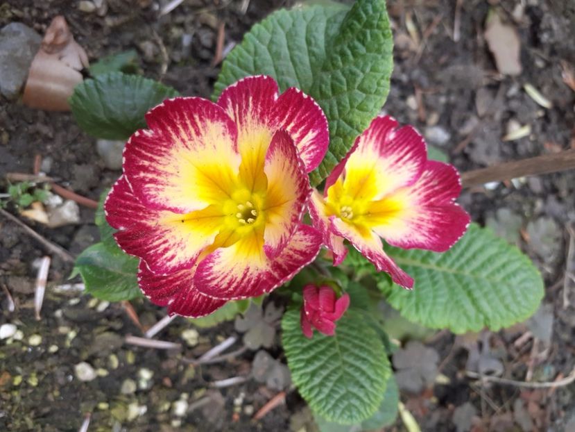  - Diverse plante