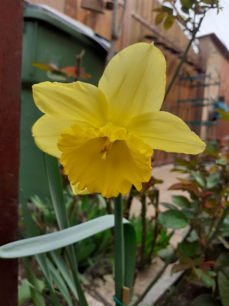  - Diverse plante