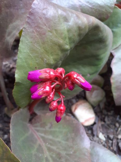  - Diverse plante